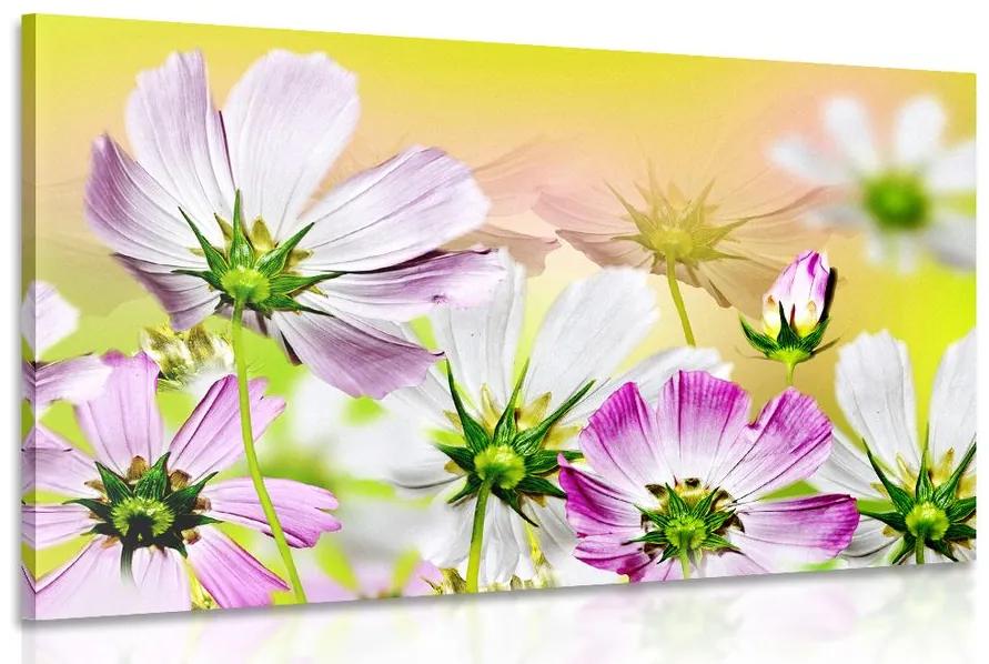 Obraz letné kvety Varianta: 120x80