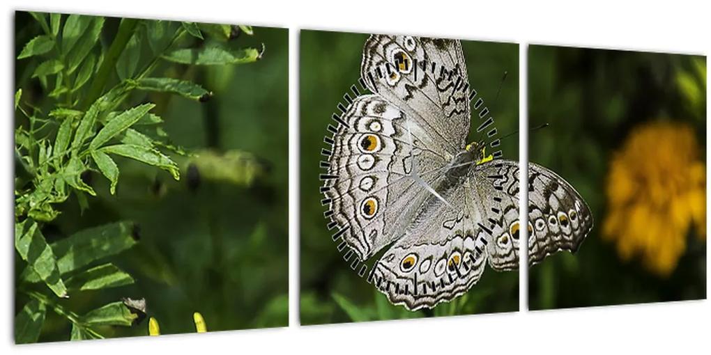 Obraz - biely motýľ (s hodinami) (90x30 cm)