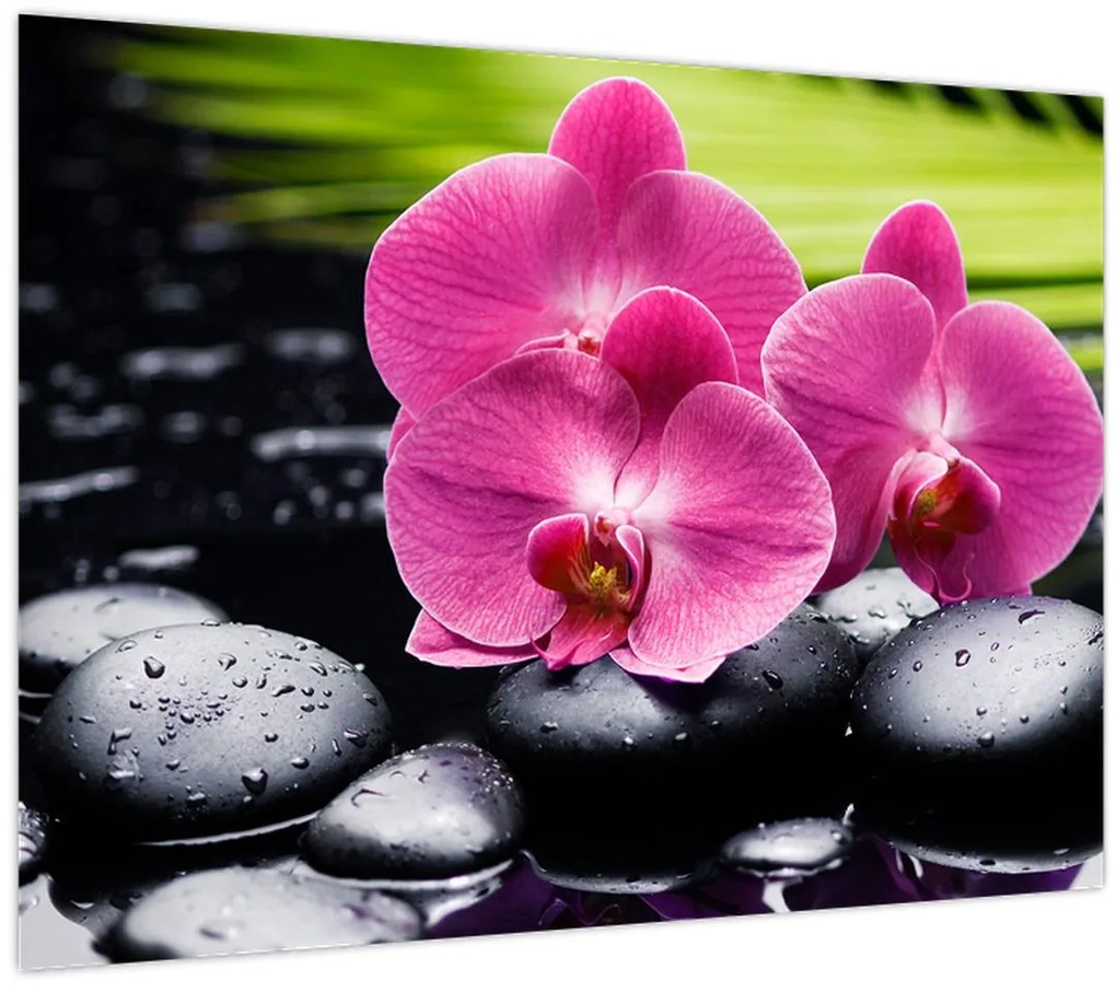 Obraz - Ružové orchidey s palmovým listom (70x50 cm)