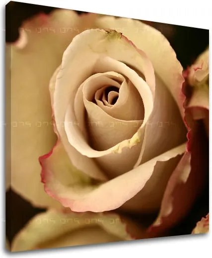 Obraz na stenu KVETY XOBKV124E12 - 40x40 cm