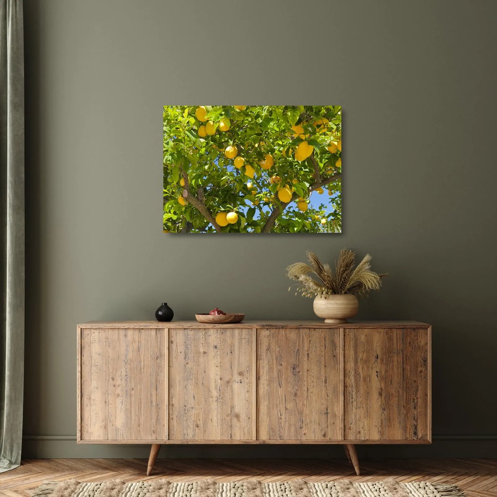 Sklenený obraz - Citrónovník (70x50 cm)
