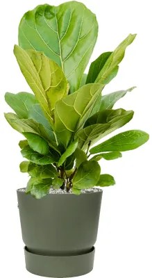 Ficus lyrata stem Pots. 21x50 cm