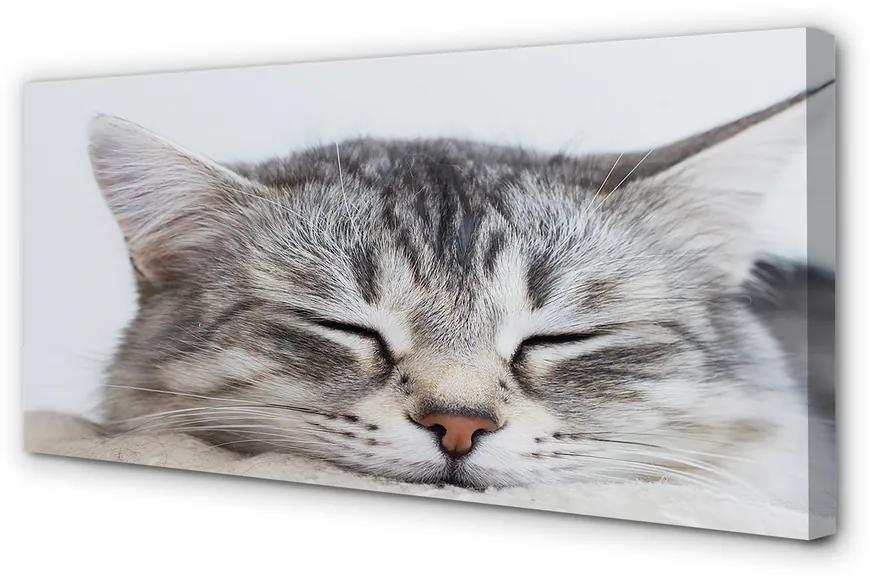 Obraz na plátne ospalá mačka 100x50 cm