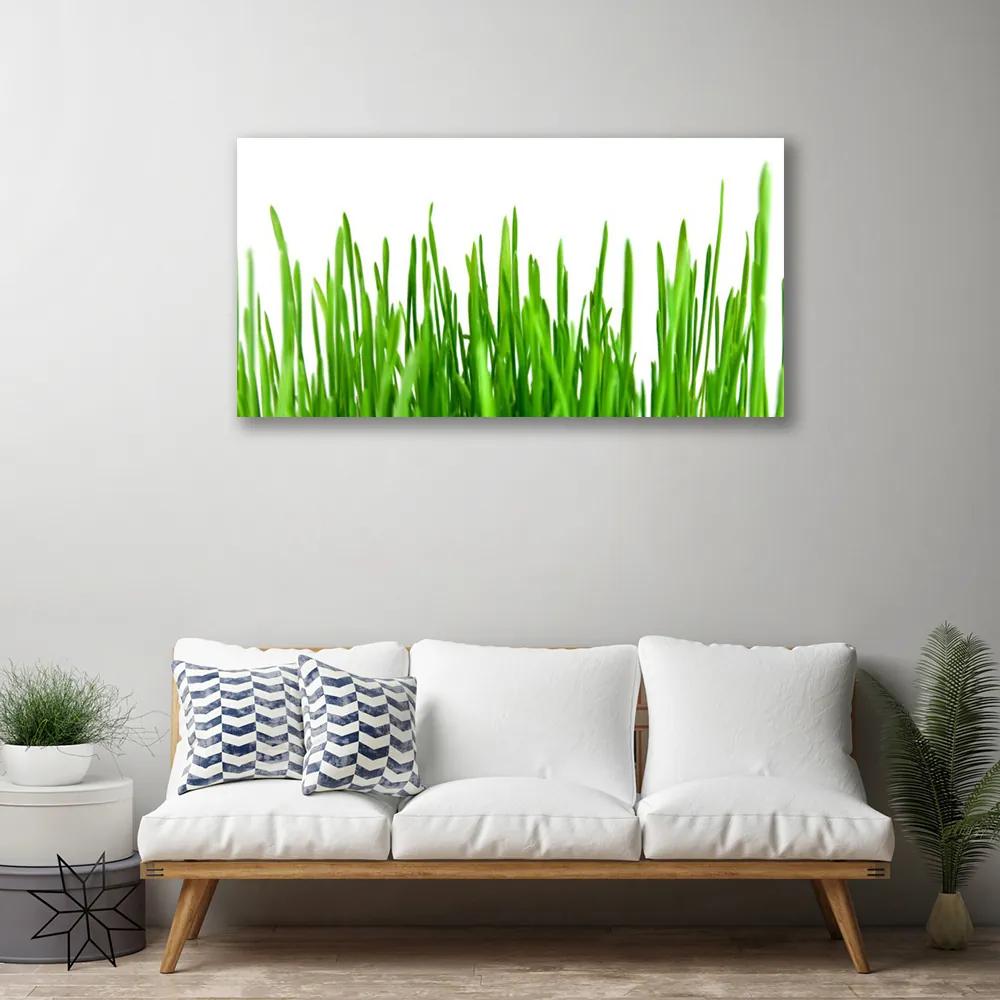 Obraz na plátne Tráva rastlina príroda 120x60 cm