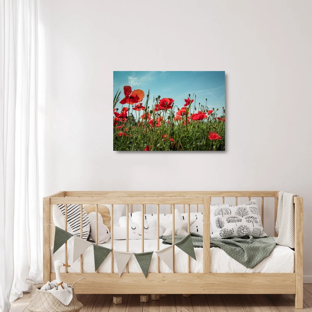 Sklenený obraz - Na poli vlčích makov (70x50 cm)