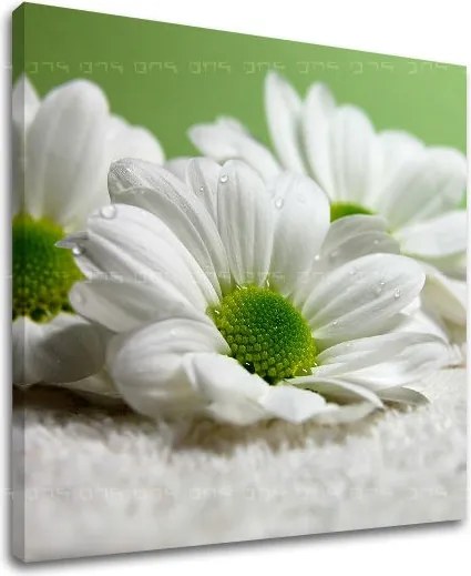 Obraz na stenu KVETY