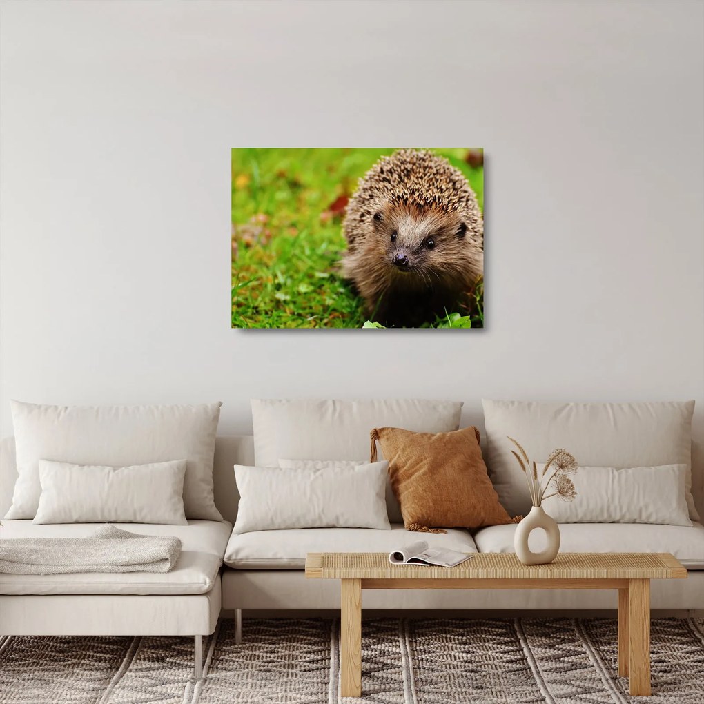 Sklenený obraz ježka (70x50 cm)
