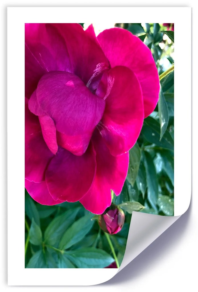 Gario Plagát Ružový veľký kvet Farba rámu: Bez rámu, Rozmery: 60 x 90 cm
