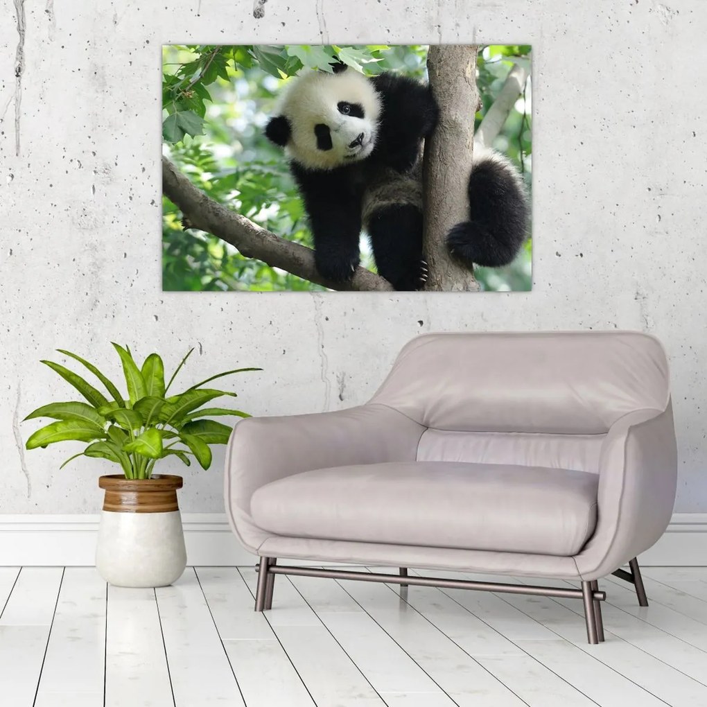 Obraz - Panda na strome (90x60 cm)