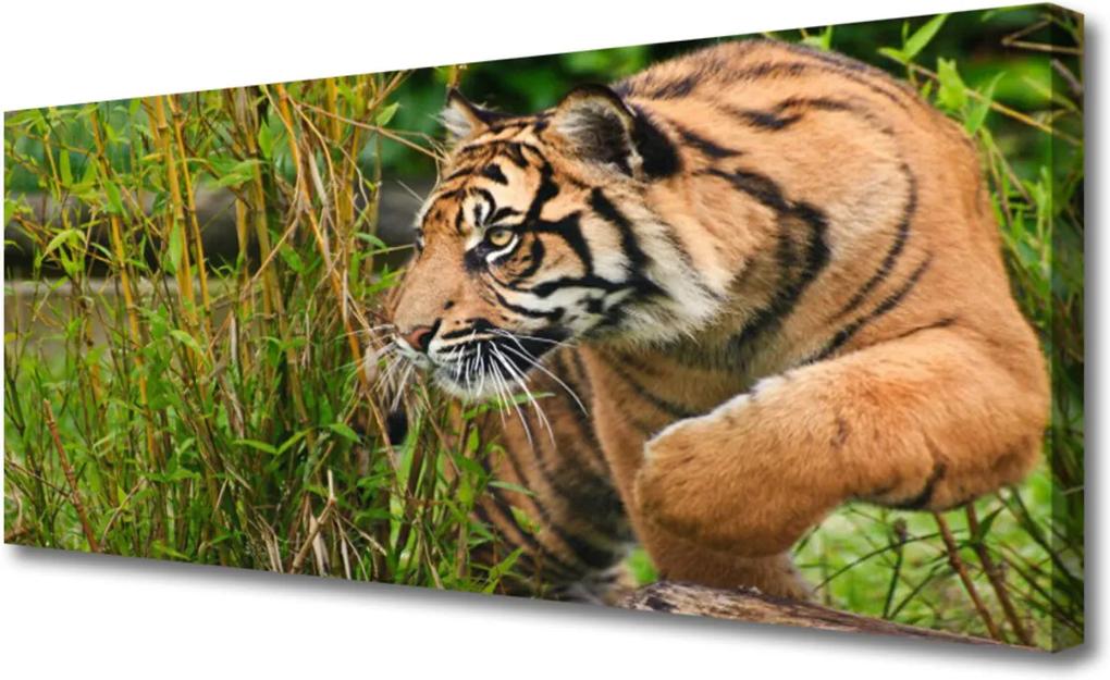 Obraz Canvas Sklenený Tiger Zvieratá