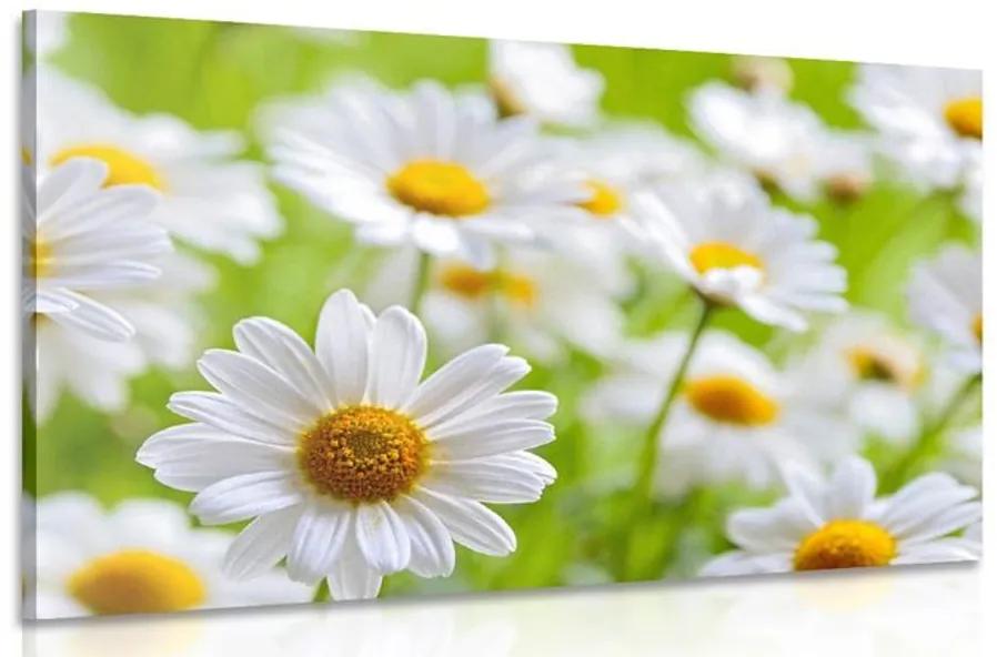 Obraz jarná lúka plná kvetov Varianta: 120x80