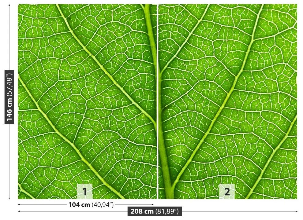 Fototapeta Vliesová Zelený list 104x70 cm