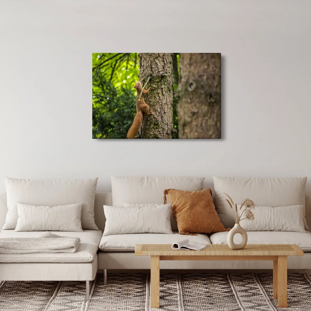 Obraz - Veverička (90x60 cm)