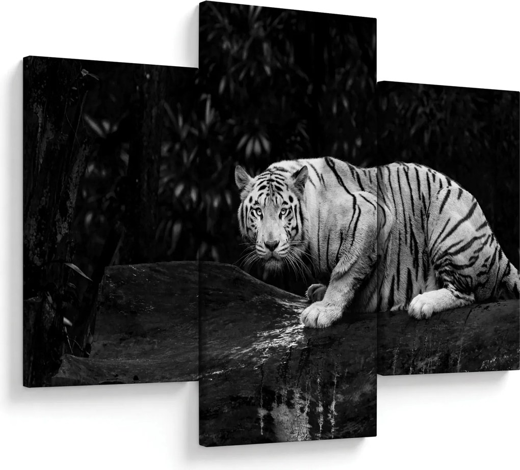 Obraz - Tiger albín, čiernobiely (90x60 cm)