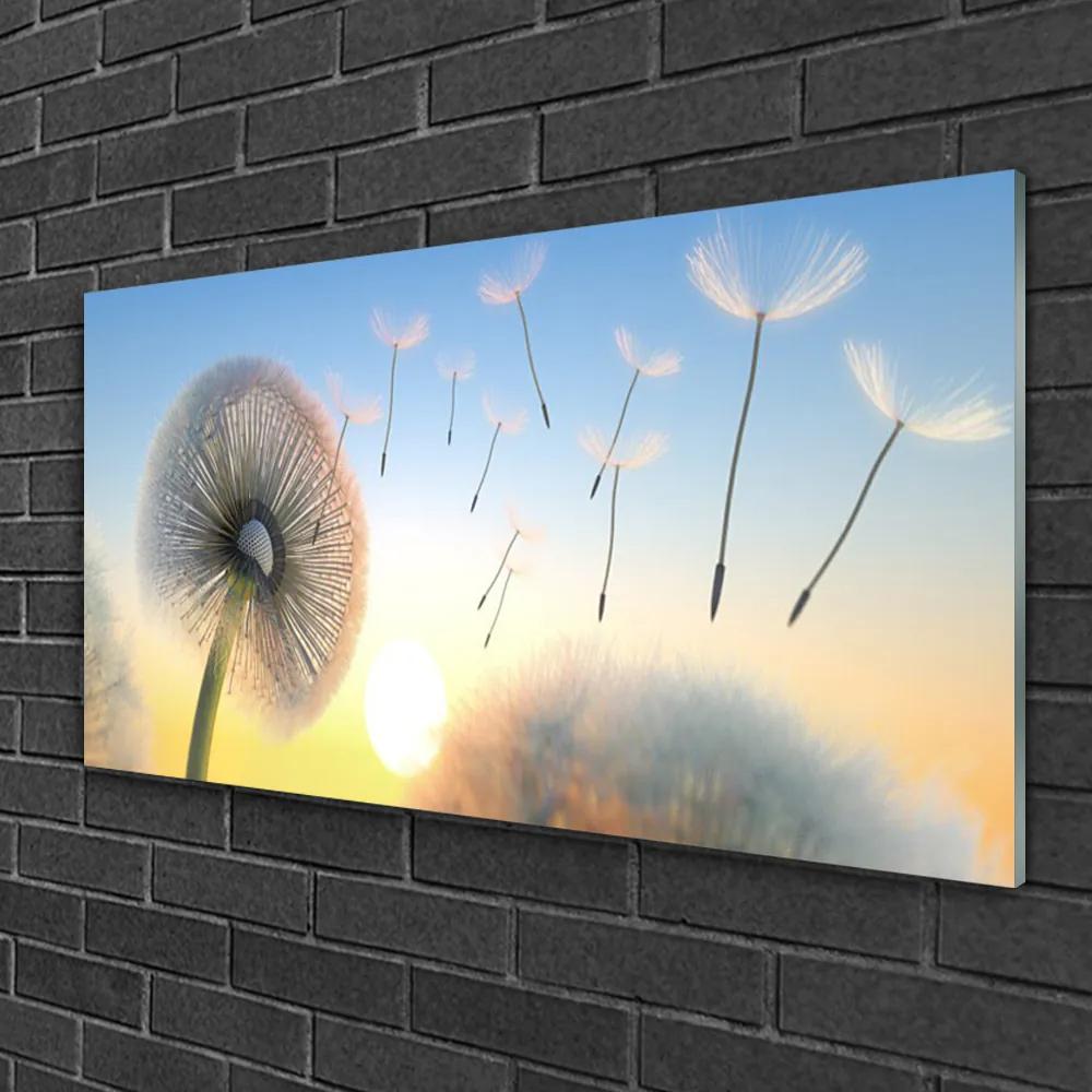 Skleneny obraz Púpava kvety 125x50 cm