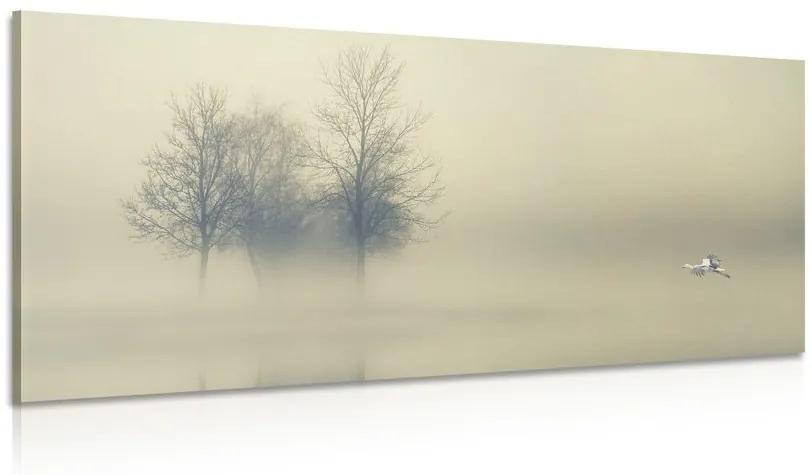 Obraz stromy v hmle Varianta: 100x50