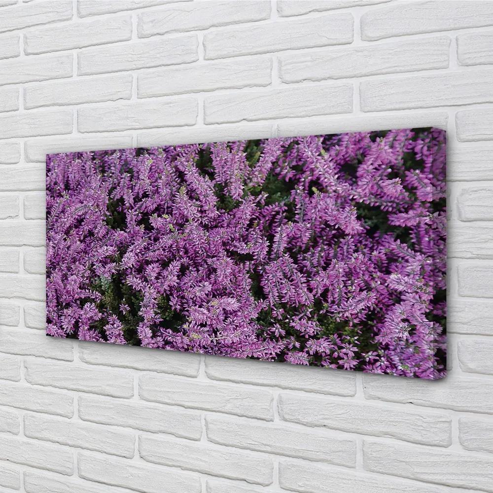 Obraz canvas fialové kvety 120x60 cm