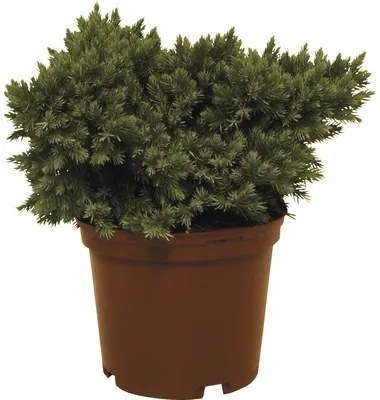 Jalovec šupinatý FloraSelf Juniperus squamata „Blue Star“ 20-25 cm kvetináč 3 l