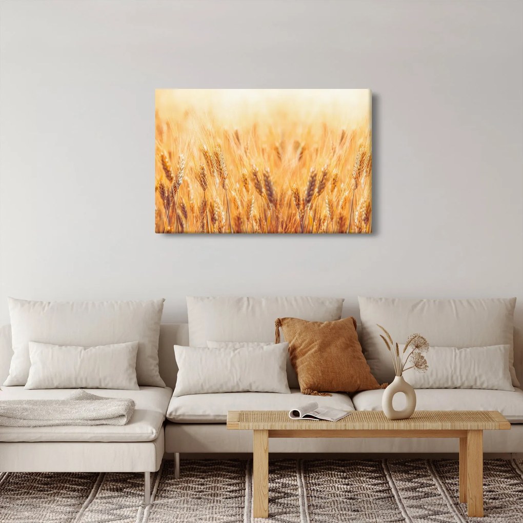 Obraz - pole s obilím (90x60 cm)