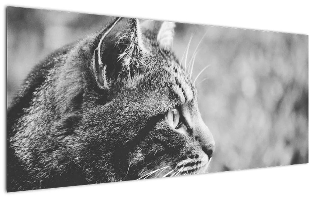 Obraz - Mačka (120x50 cm)