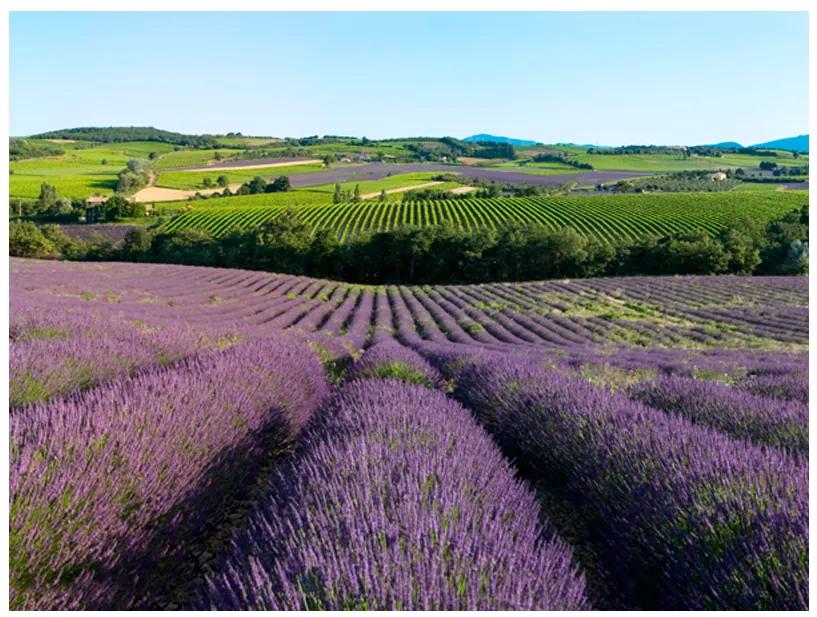 Artgeist Fototapeta - Lavender fields Veľkosť: 250x193, Verzia: Premium