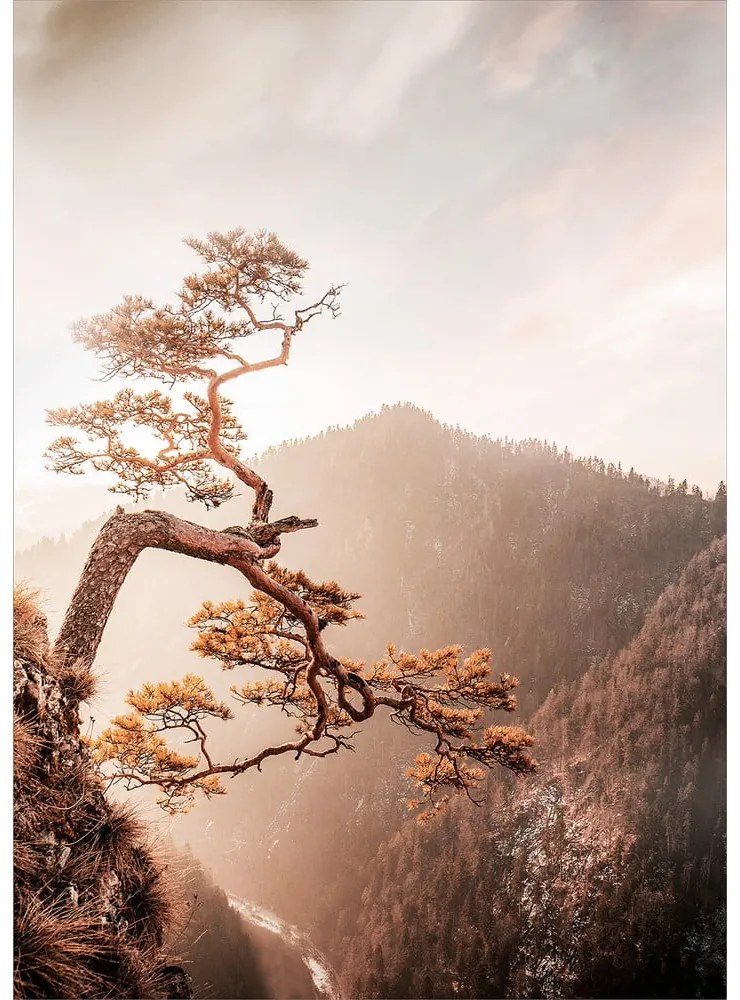 Sklenený obraz 50x70 cm Brown Tree - Styler