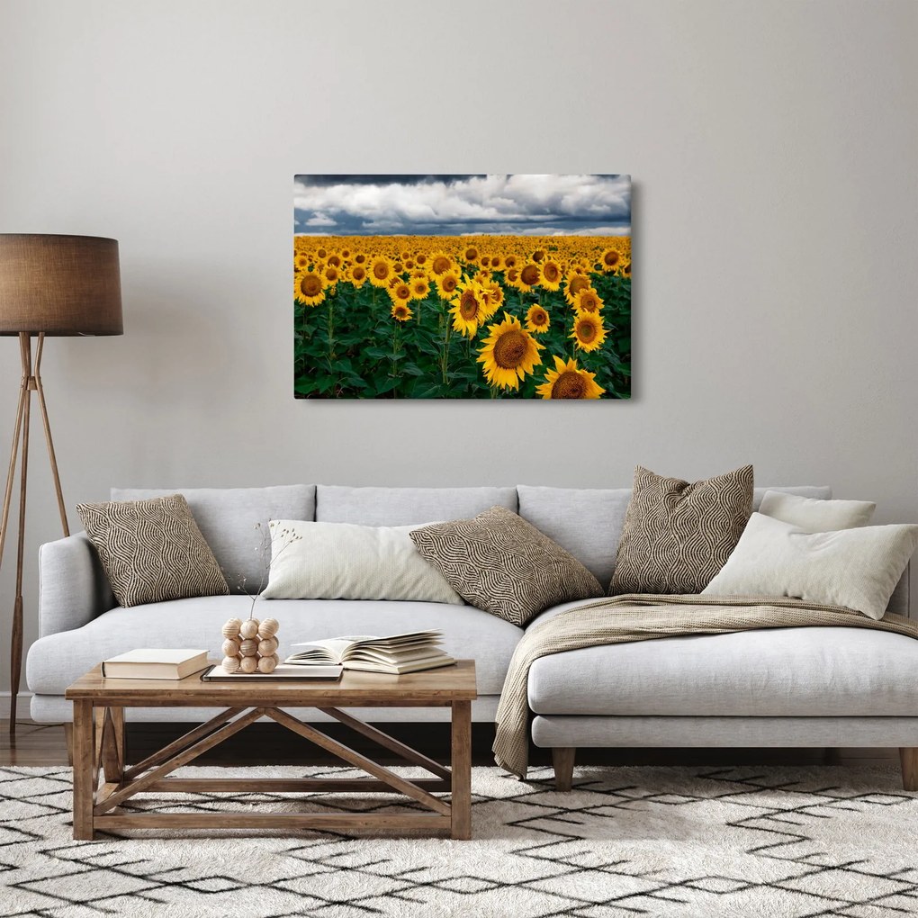 Obraz slnečnicového poľa (90x60 cm)