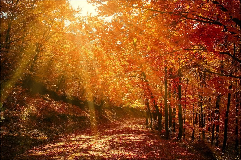 Obraz jesenného lesa (90x60 cm)