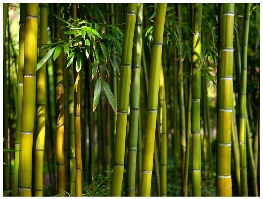 Artgeist Fototapeta - Asian bamboo forest Veľkosť: 196x154, Verzia: Samolepiaca