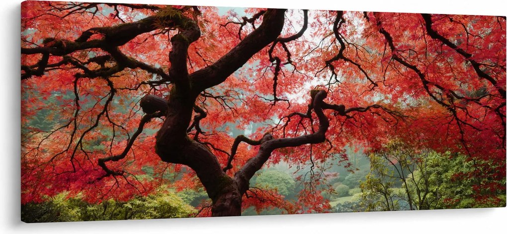 Obraz červeného japonského javora, Portland, Oregon (120x50 cm)