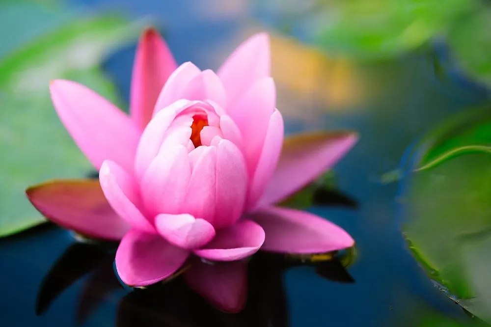 Samolepiaca fototapeta nádherný ružový kvet na jazere - 300x200