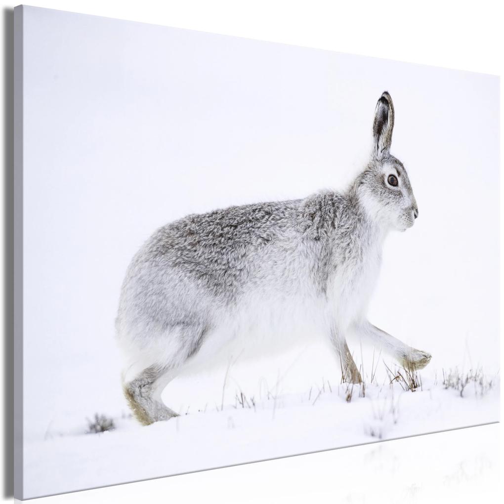 Artgeist Obraz - Hare (1 Part) Wide Veľkosť: 120x80, Verzia: Premium Print
