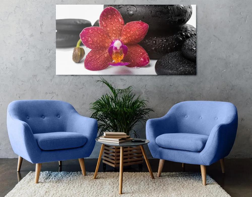 Obraz orchidea a Zen kamene na bielom pozadí Varianta: 100x50