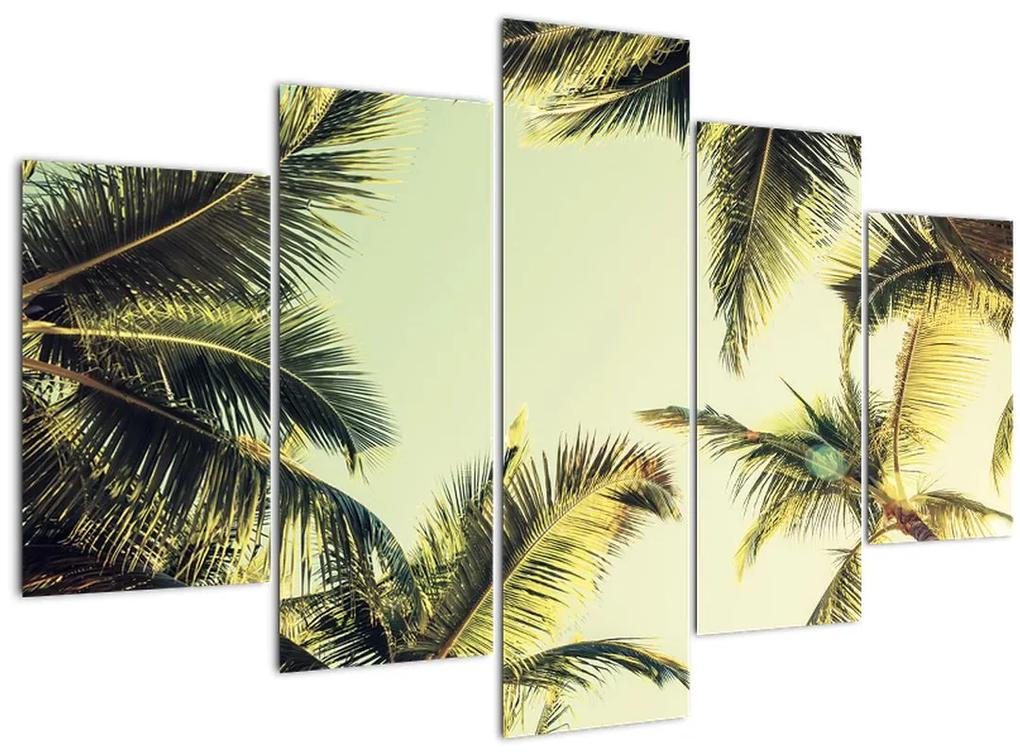Obraz s kokosovými palmami (150x105 cm)