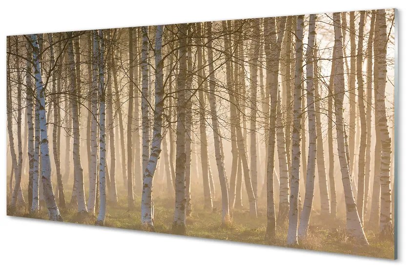 Obraz plexi Sunrise strom les 100x50 cm