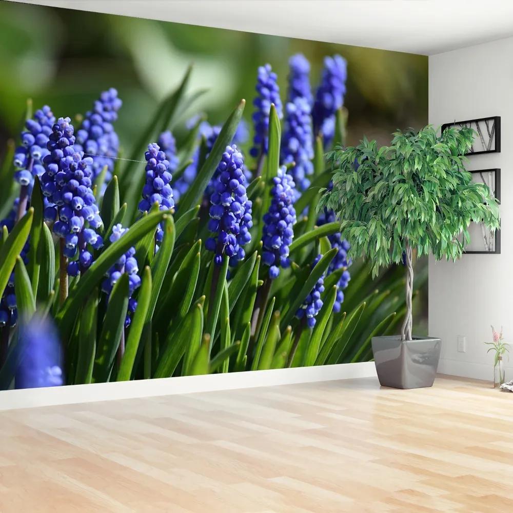 Fototapeta Vliesová Modré hyacinty 416x254 cm