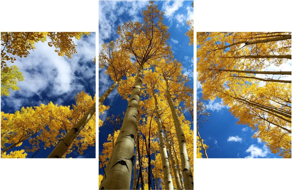 Obraz - Aspen (90x60 cm)