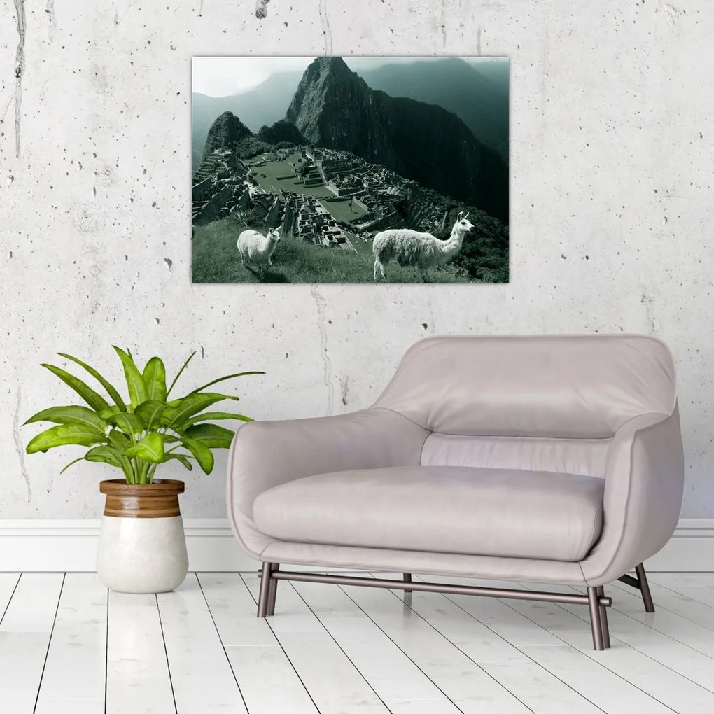 Sklenený obraz - Lamy na Machu Picchu v Peru (70x50 cm)