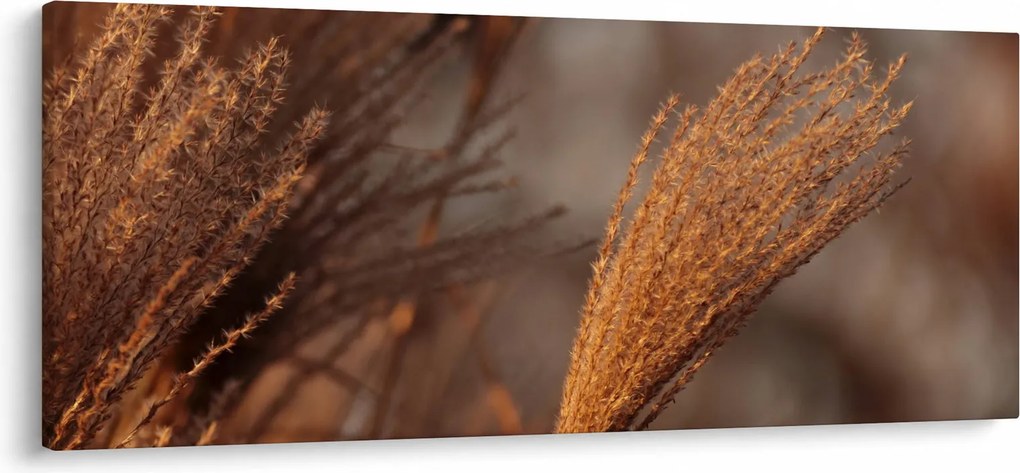 Obraz - Kortadéria (120x50 cm)