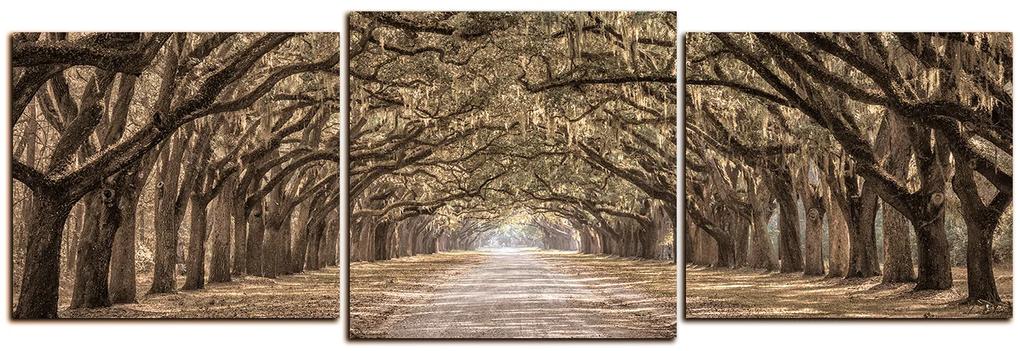 Obraz na plátne - Historické dubové stromy lemované poľnou cestou - panoráma 5239FD (120x40 cm)
