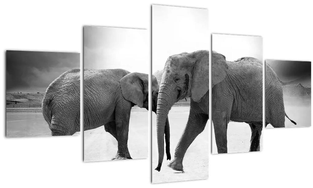 Obraz - čiernobiele slony (125x70 cm), 40 ďalších rozmerov