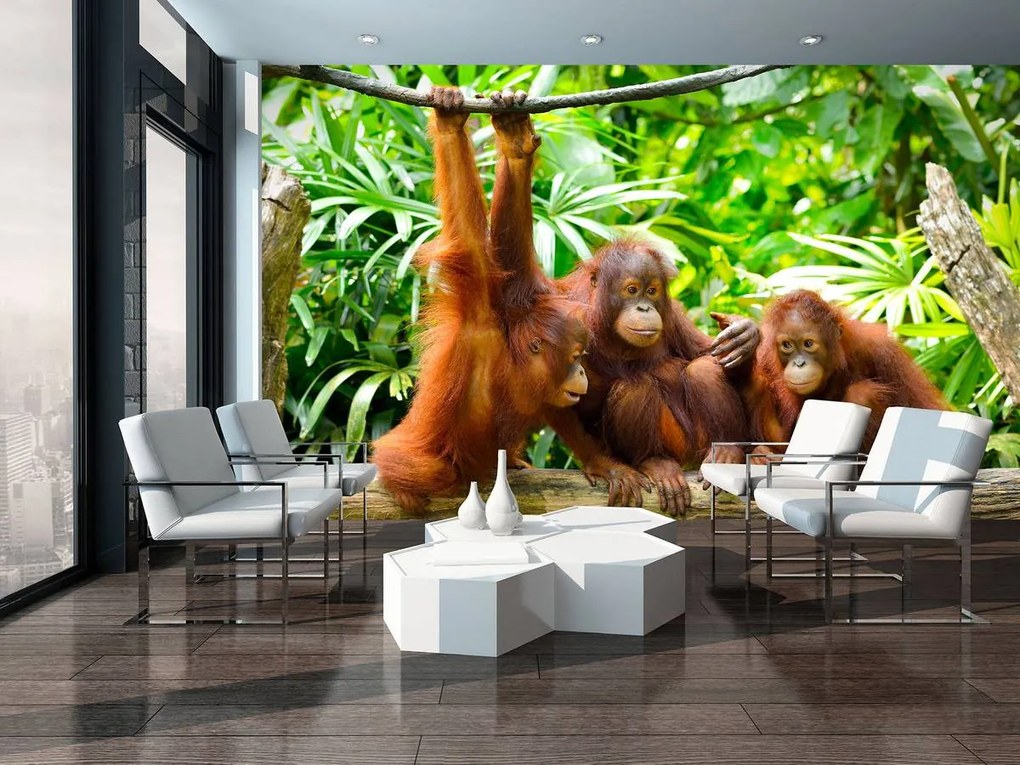 Fototapeta - Orangutan v džungli (254x184 cm)