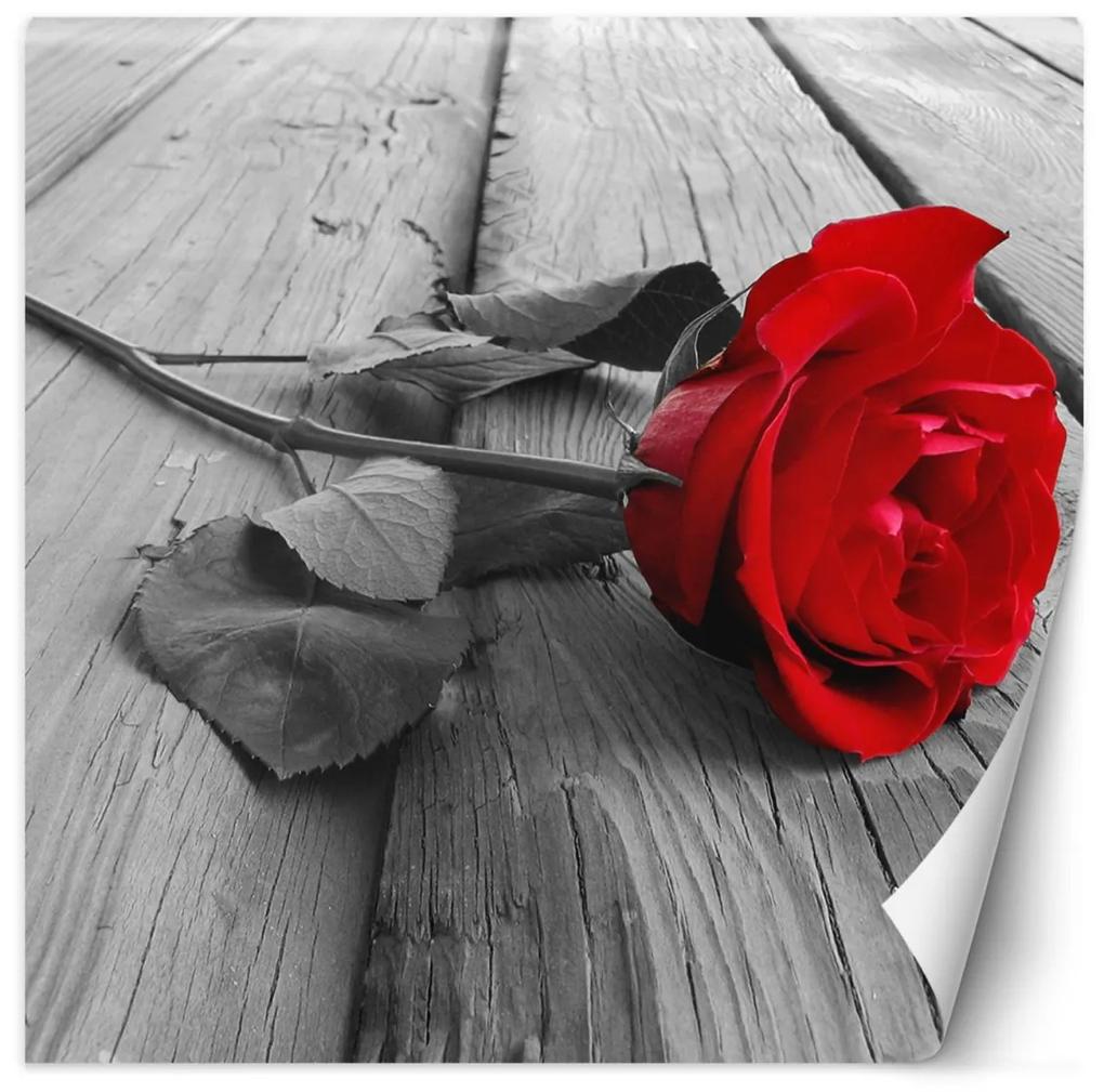 Fototapeta, Červené květy růží Dřevěná tyč - 100x100 cm