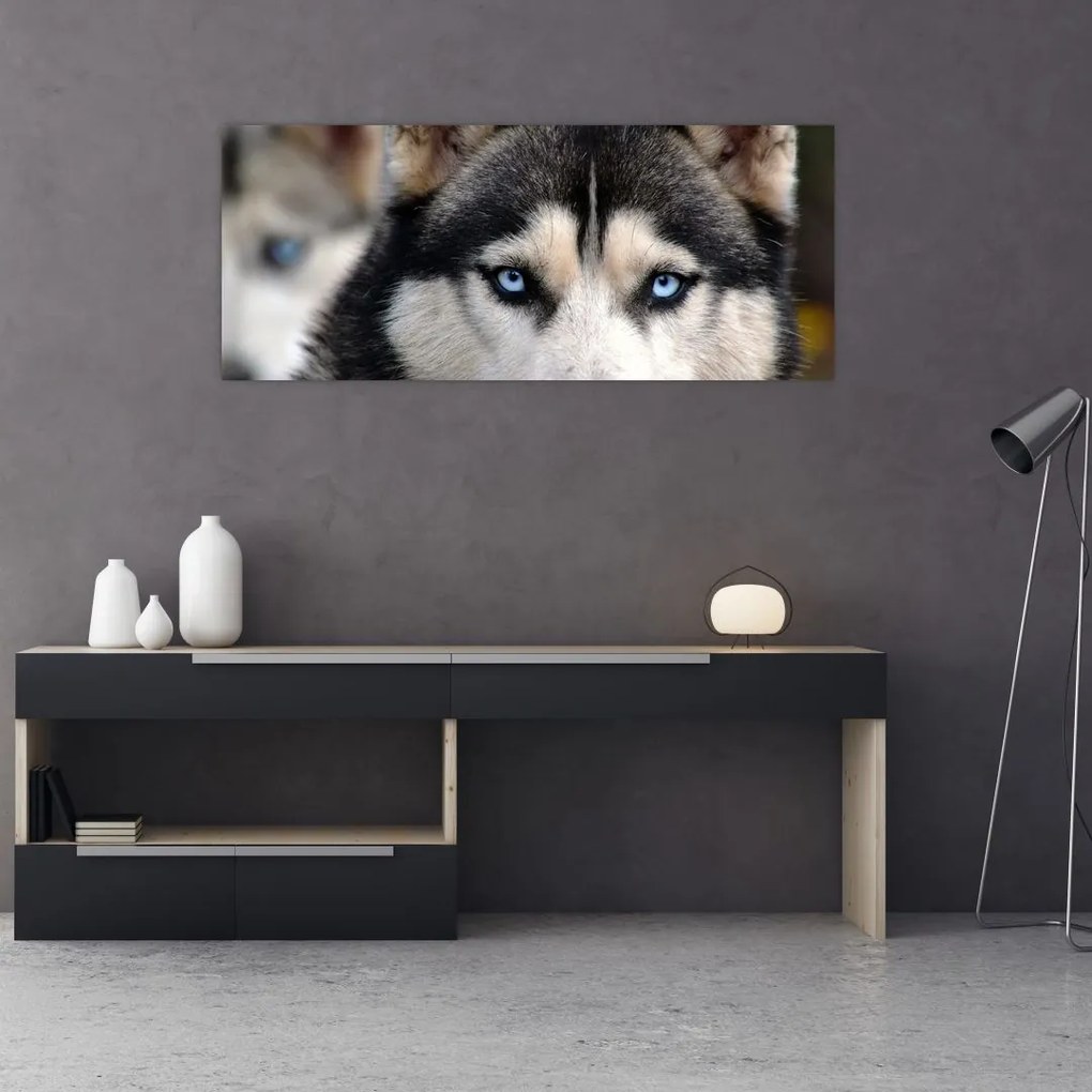 Obraz psa husky (120x50 cm)