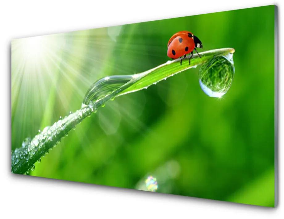 Obraz na skle Tráva lienka príroda 100x50 cm