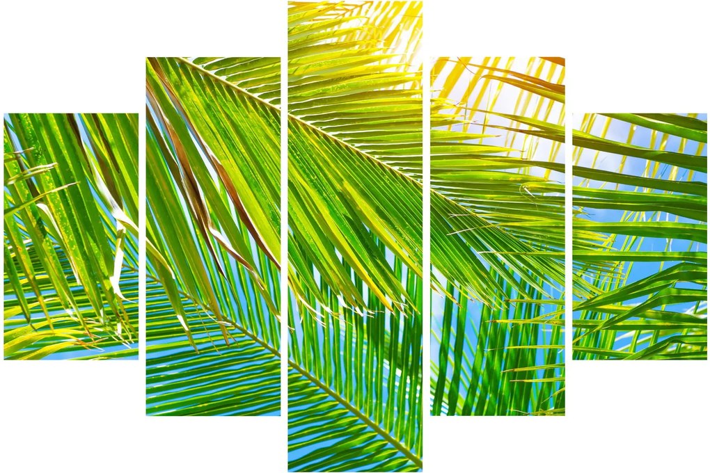Obraz - Palmové listy (150x105 cm)
