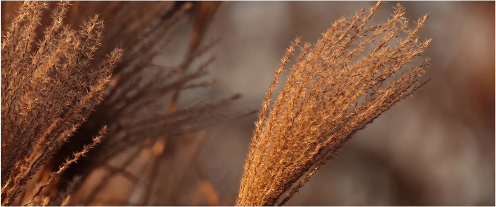Obraz - Kortadéria (120x50 cm)