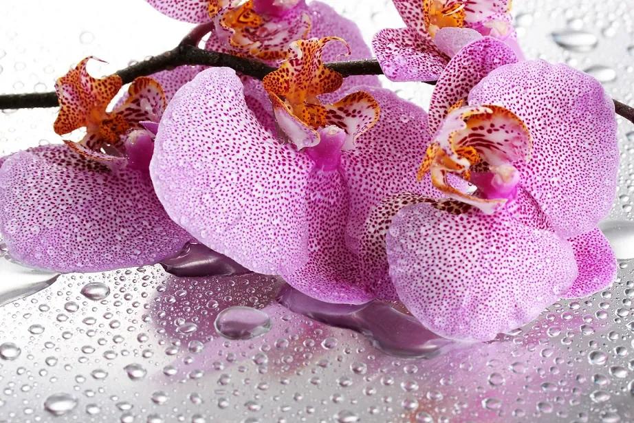 Fototapeta Orchidea vlies 152,5 x 104 cm