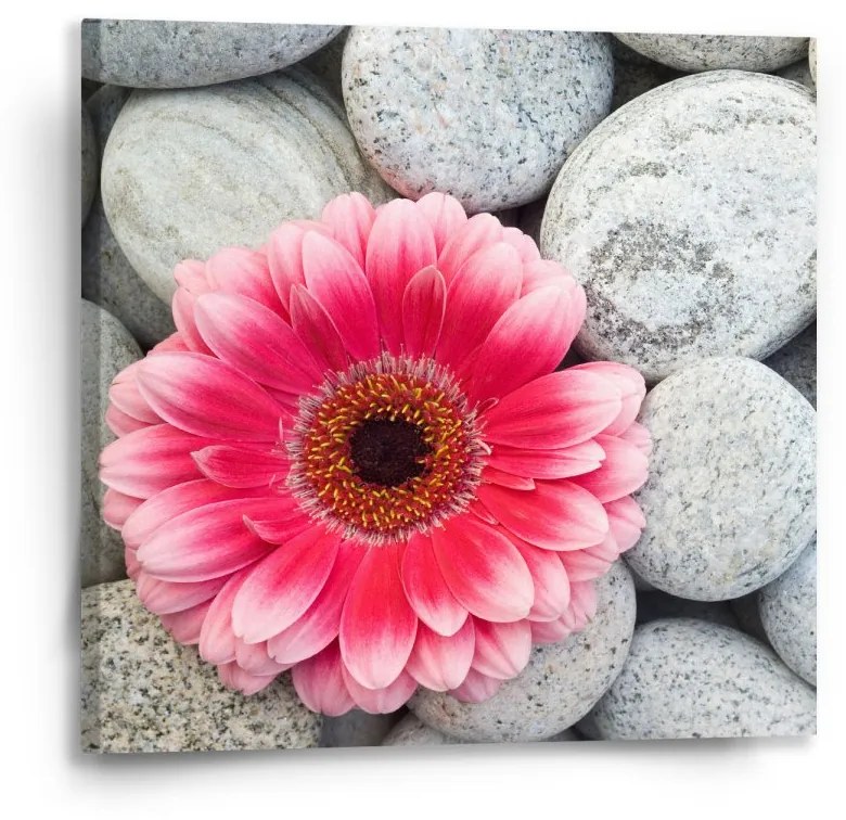 Sablio Obraz Gerbera na kameňoch - 50x50 cm