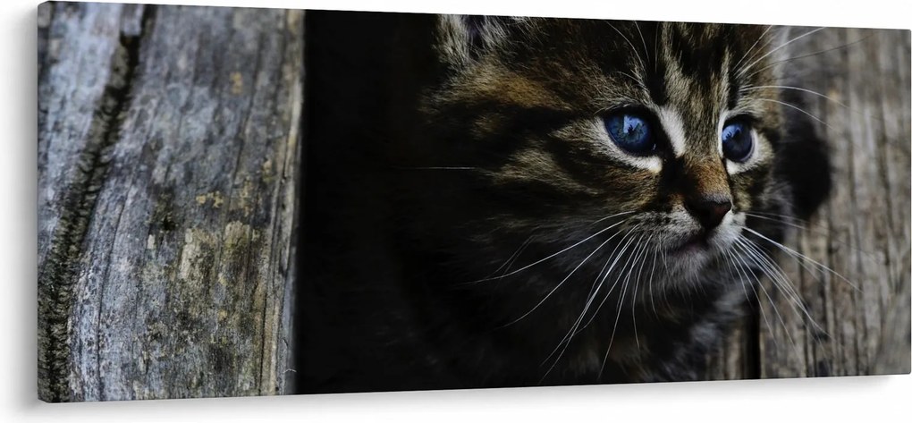 Obraz mačiatka (120x50 cm)